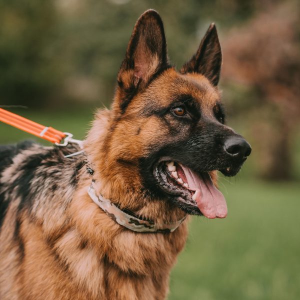 Cover for ULTRA-PLUS Training Collars - Camouflage Desert - Image 5