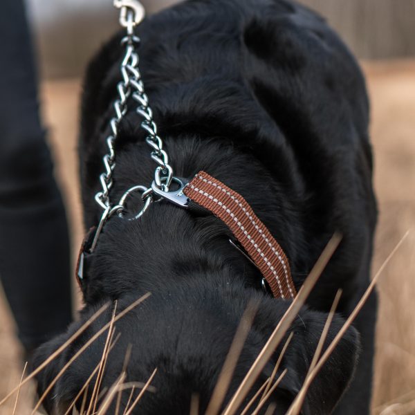 Reflective Cover for ULTRA-PLUS Training Collars - Brown - Image 6