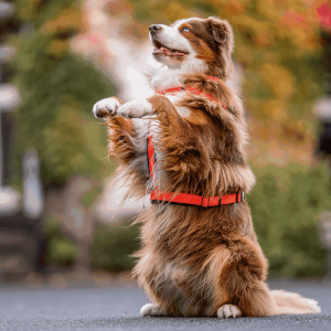 dog harness