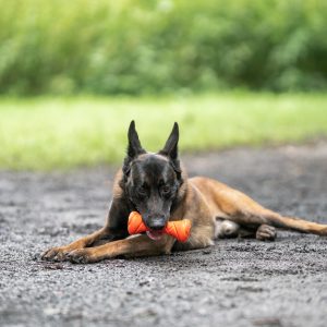 dog toy barbell