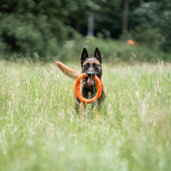 DOG TOY RING LARGE 30CM/11.8INCH - Image 3
