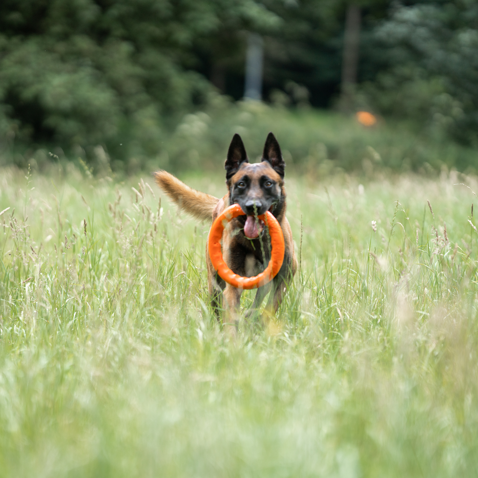 DOG TOY RING LARGE 30CM/11.8INCH - Image 3